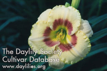 Daylily Custard Candy